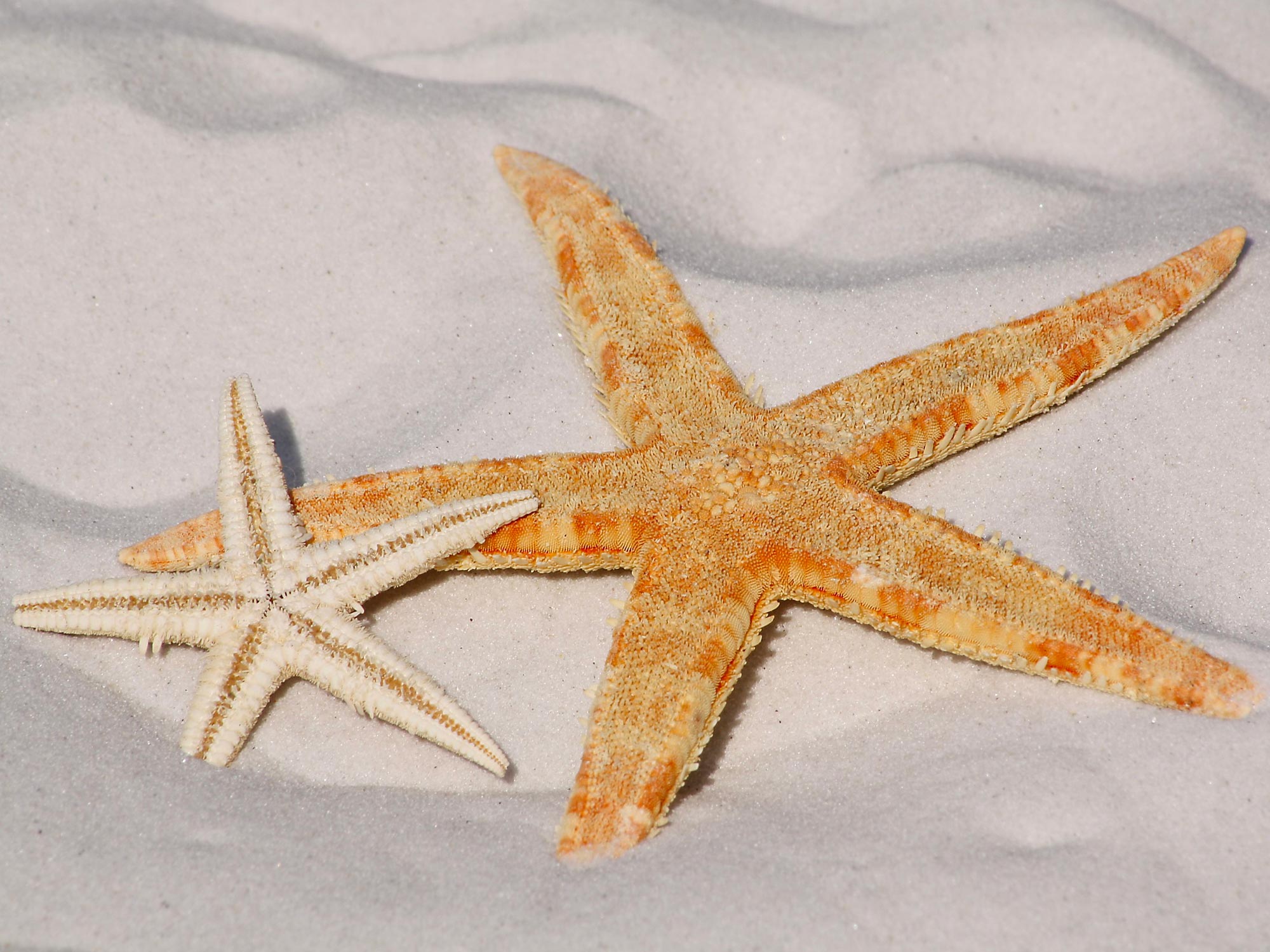 Direct Access to Yachts service for the superyacht industry