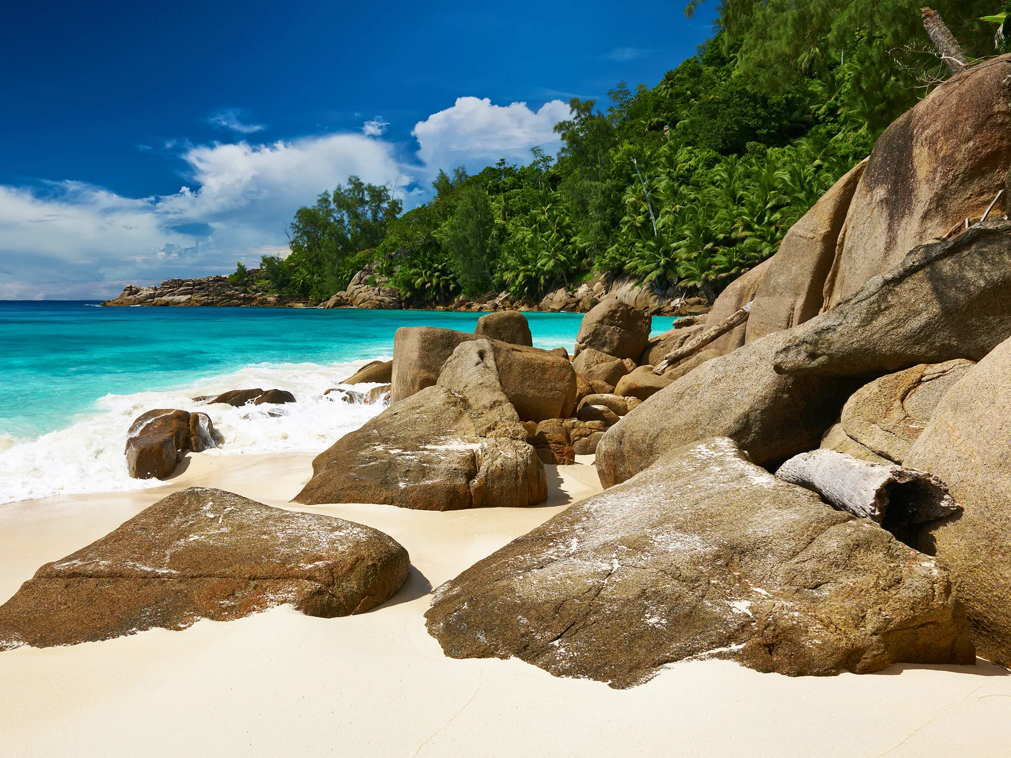 AI Consultancy tropical beach